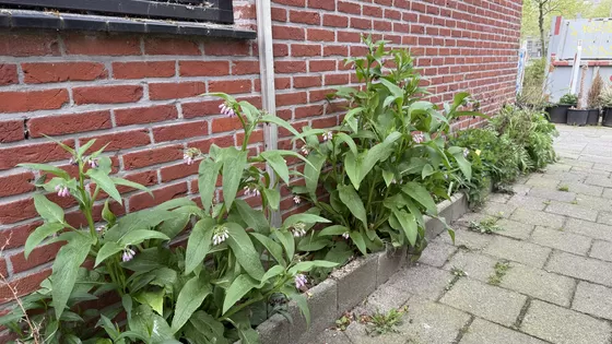 Tuindagboek #19 De kunst van het niet doen