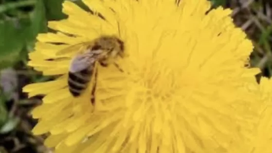 Tellen met de paardenbloem