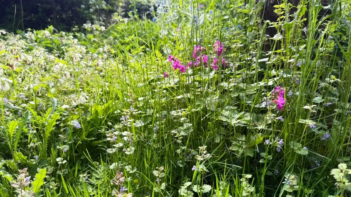 Samen werken aan een natuurinclusief Rotterdam! Doe je mee?