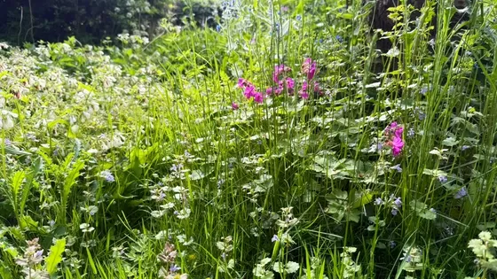 Samen werken aan een natuurinclusief Rotterdam! Doe je mee?
