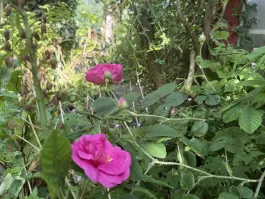 IMG_4689.jpeg