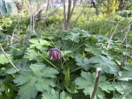 1775226849_IMG_3589.jpeg