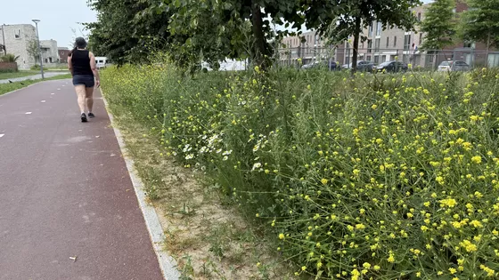 Een andere houding en esthetiek voor ons ‘stadsgroen’