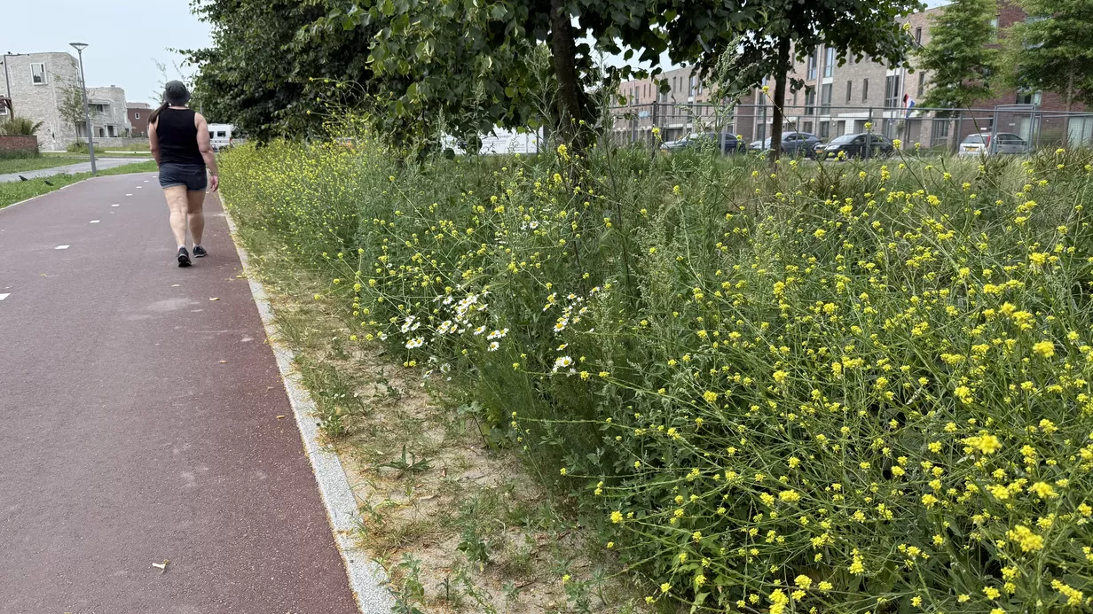 Een andere houding en esthetiek voor ons ‘stadsgroen’