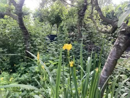 IMG_1371.jpeg