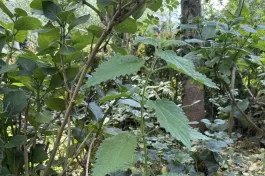 1778481988_IMG_4292.jpeg