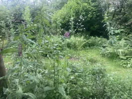 IMG_1771.jpeg
