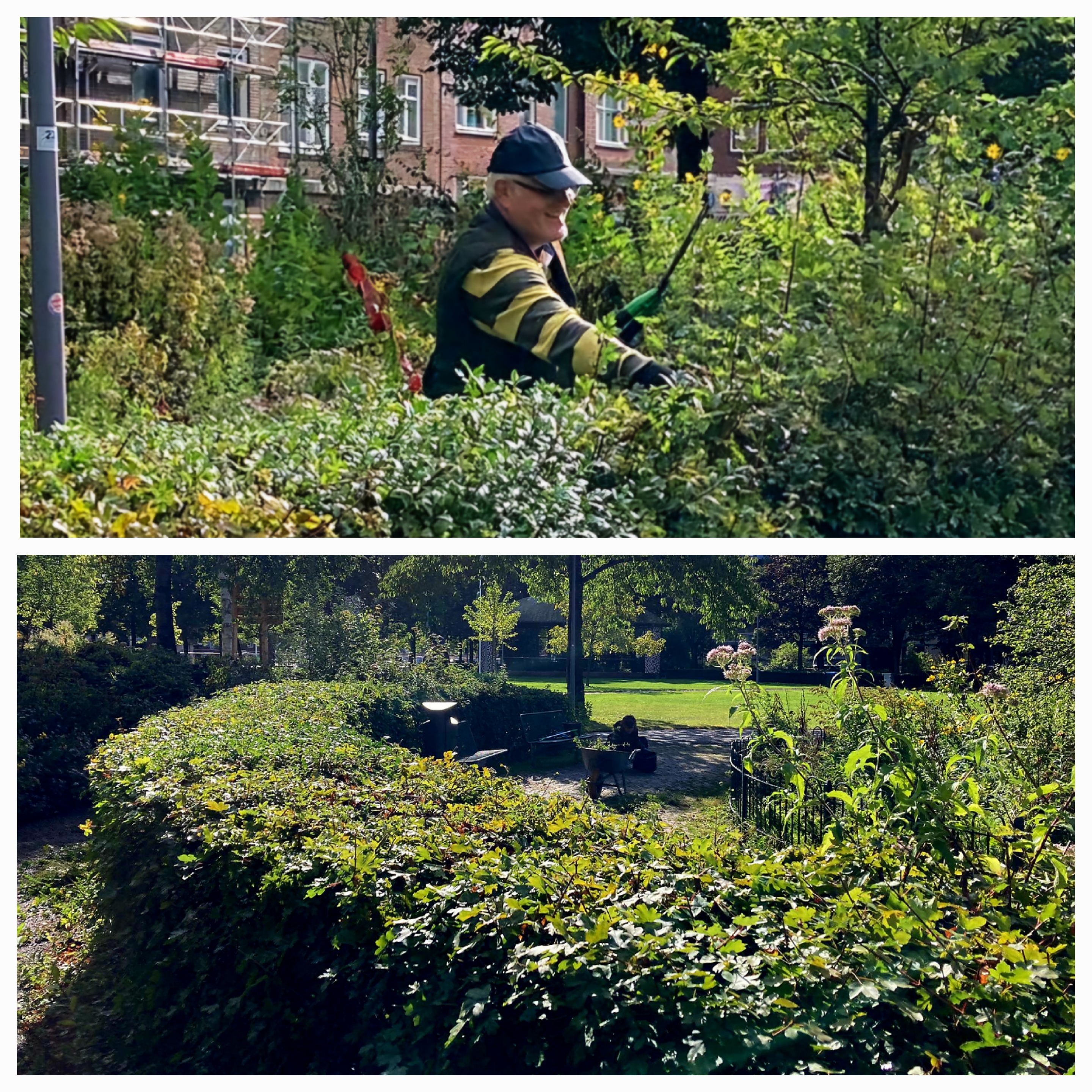 Creatief beheer van de stadsnatuur: een no brainer