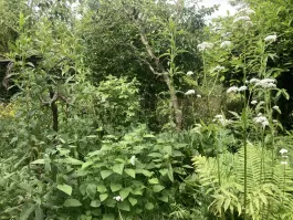 IMG_1608.jpeg