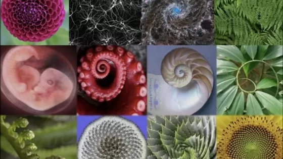 Hoe laat je iets groeien en bloeien?