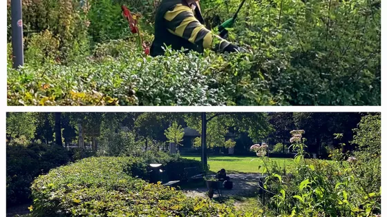 Creatief beheer van de stadsnatuur: een no brainer