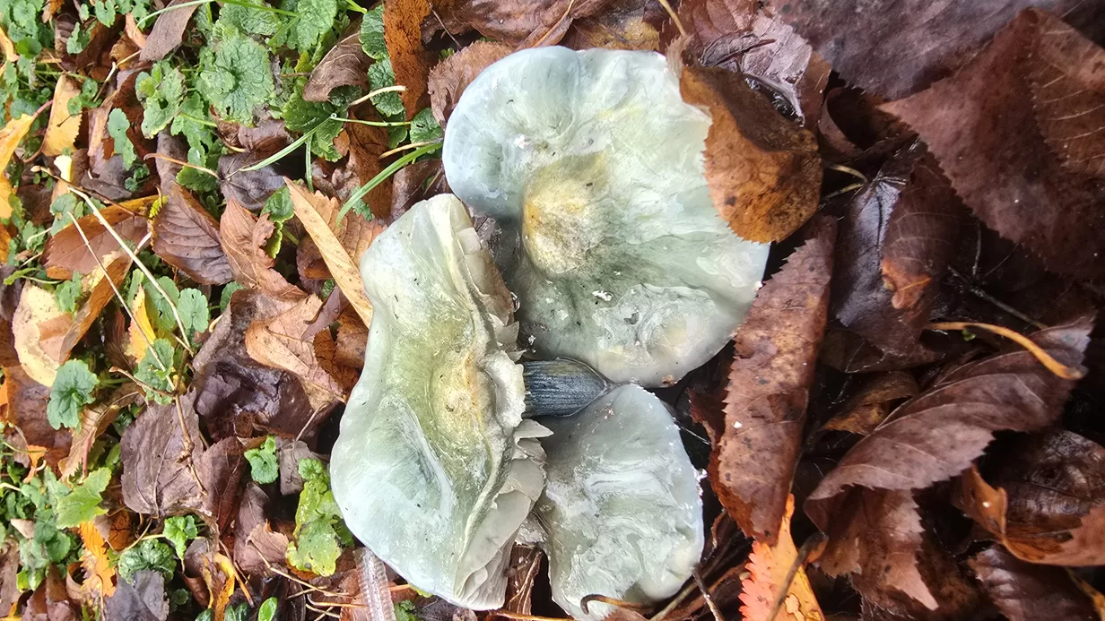 De tuinman, hij zwoegt voort…😉