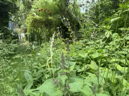 IMG_9476.jpeg