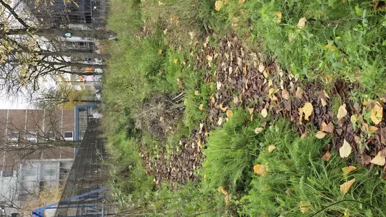 Waarom maak jij je druk om groen in de stad?