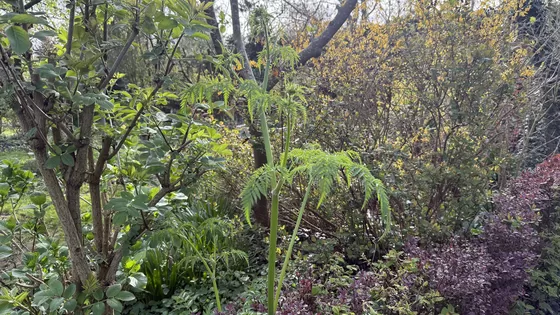 Tuindagboek #26 Tuinieren het historisch perspectief
