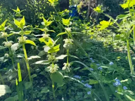 IMG_8878.jpeg