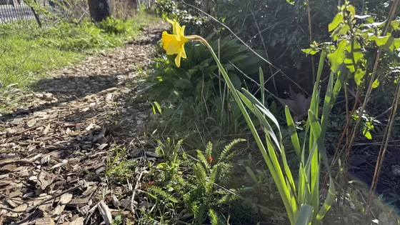 Tuindagboek #24 De eenzame narcis