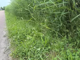 IMG_9767.jpeg