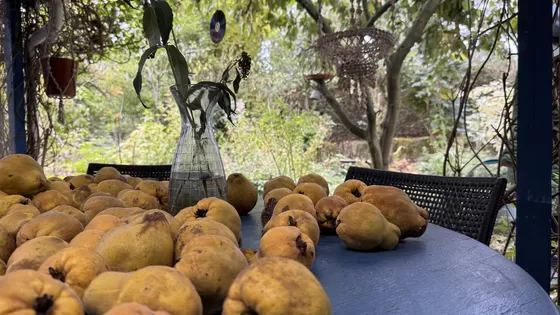 Bespiegelingen over de tuin