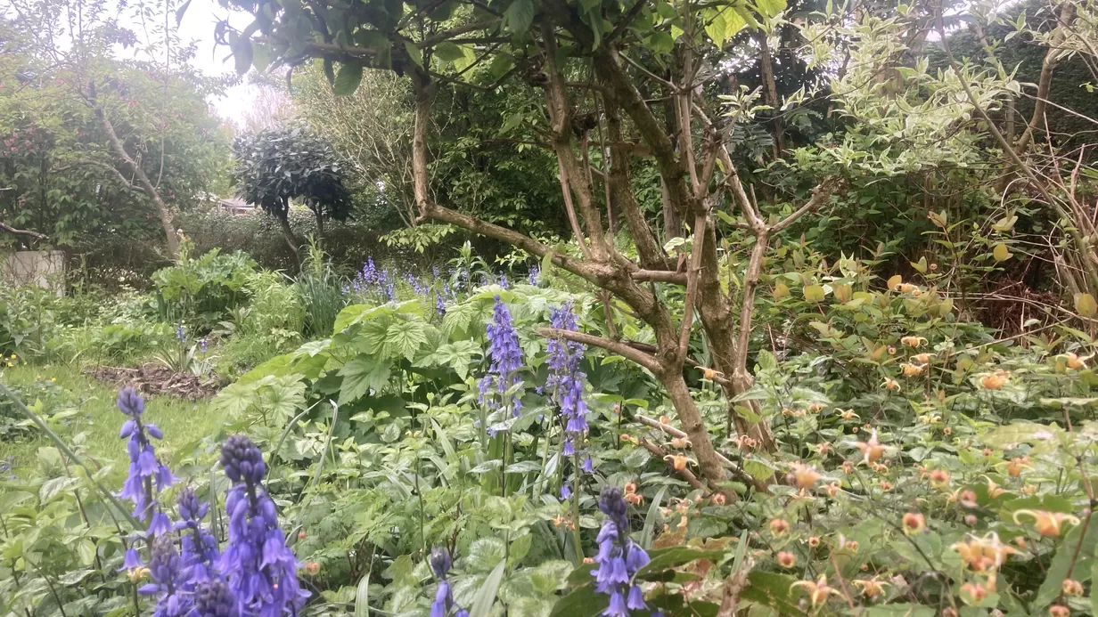 Tuindagboek #7 De rol van tuinplanten