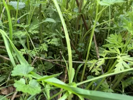 IMG_3836.jpeg