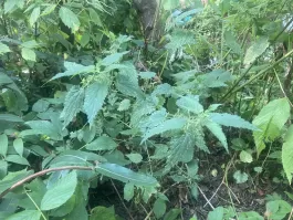 IMG_4091.jpeg