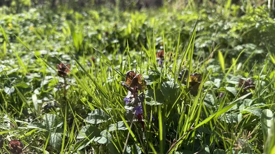 Tuindagboek #25 Principes, ervaring en handigheden.