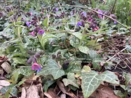 IMG_0115.jpeg