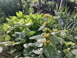 IMG_0446.jpeg